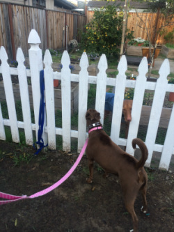A brown dog and a smaller dog greeting through a white picket fence