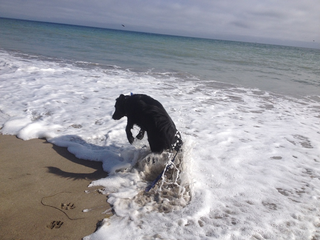 A black dog running through shallow ocean surf