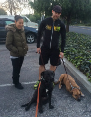 Two handlers calmly walking dogs together outdoors