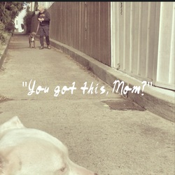 A dog looking toward her owner while another dog approaches on a path