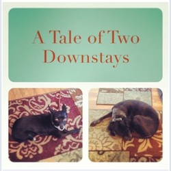 Two dogs resting in Down on separate indoor beds beneath the title A Tale of Two Downstays