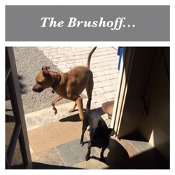 A brown dog and a small black dog greeting near a doorway