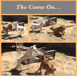 A sequence showing two dogs communicating during supervised play