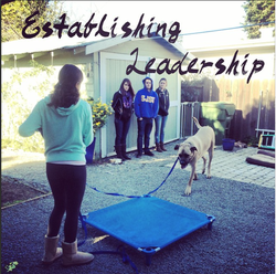 A family practicing leadership exercises with a large dog on a place cot