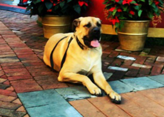 A large mastiff resting calmly in a public shopping area