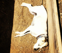 A white dog resting on the ground beside a wooden fence