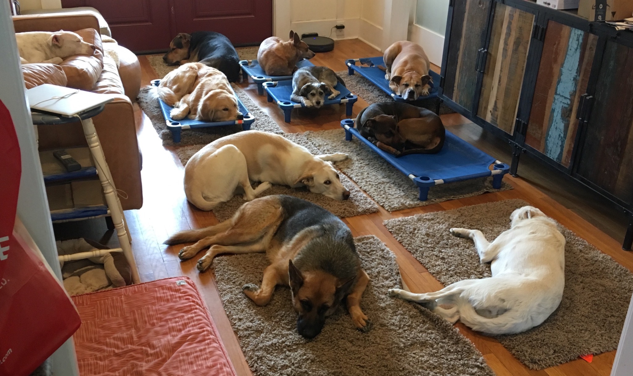 A varied group of dogs resting calmly together indoors on raised beds