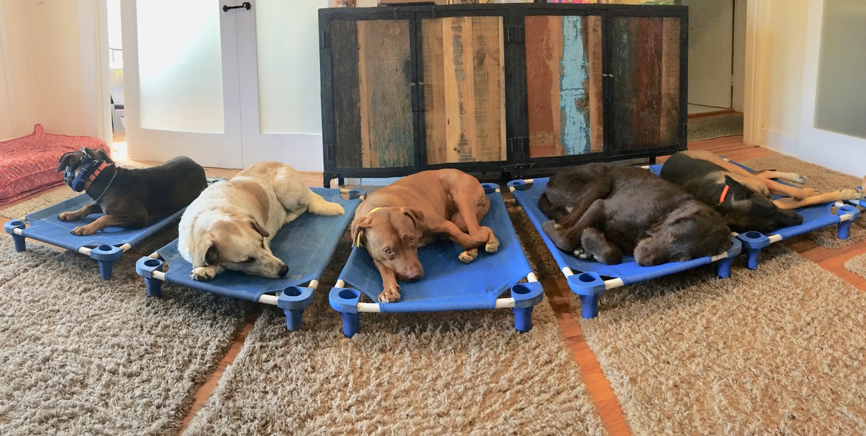 Five dogs resting calmly on five blue raised beds indoors