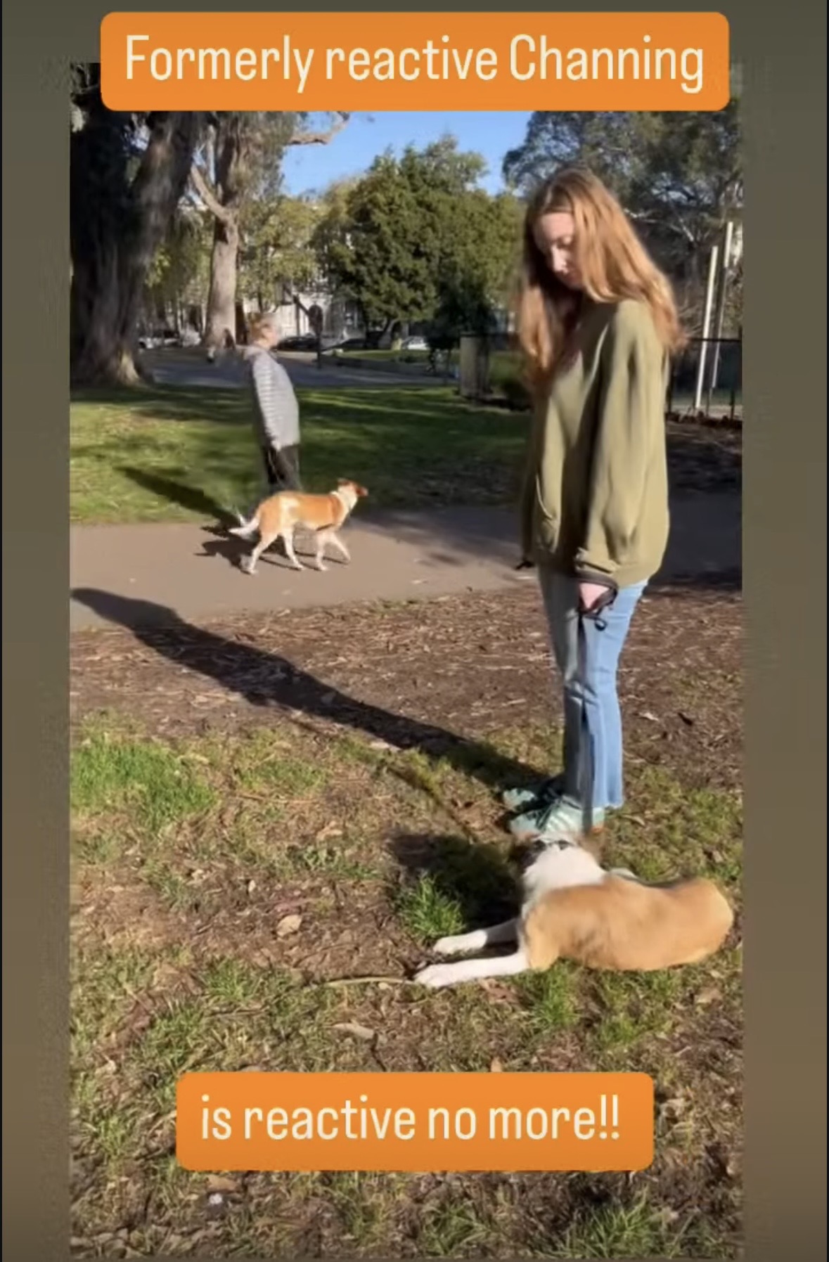 Channing lying calmly while another dog passes nearby