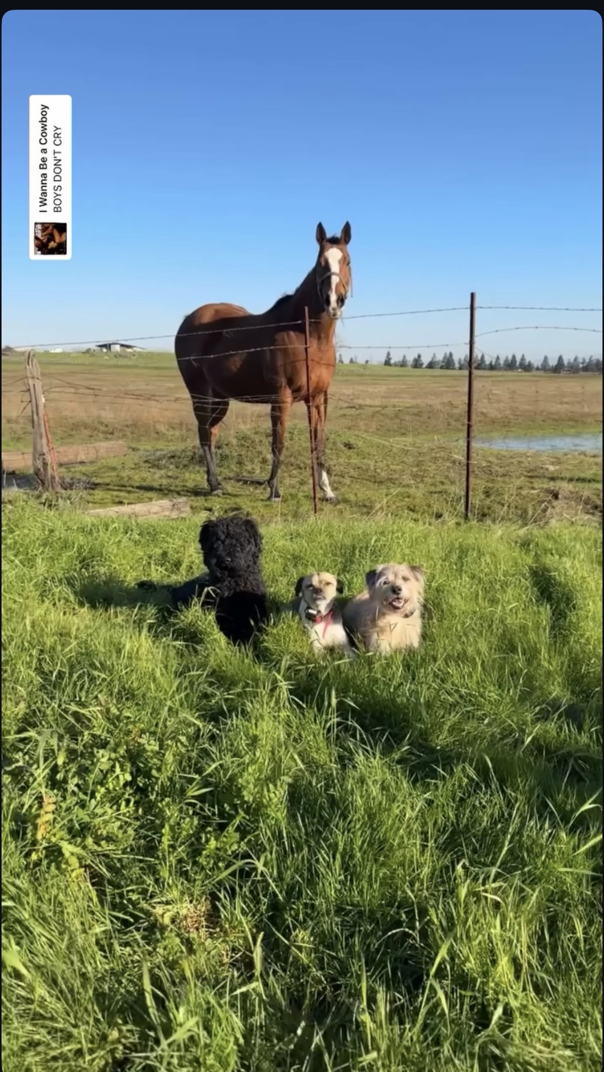 Three dogs remaining calm in grass near a horse behind a fence