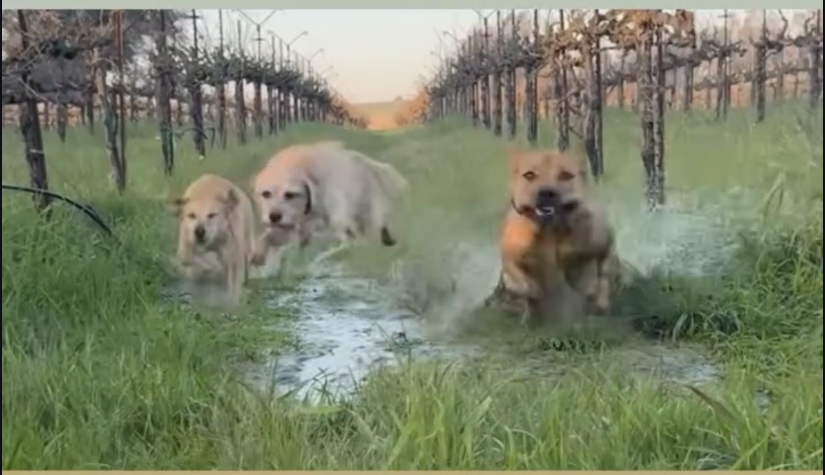 Three dogs running together between vineyard rows