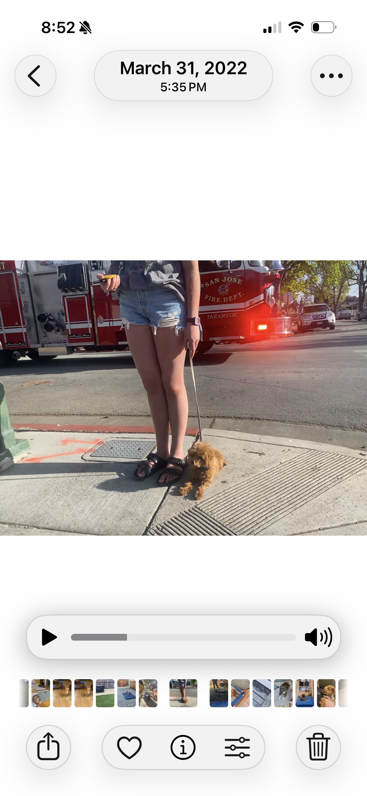 Neddy walking on leash with his owner at a street corner as a fire truck passes