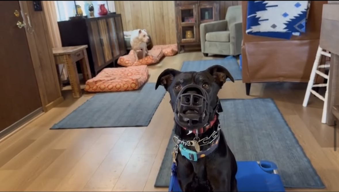 A black dog wearing a basket muzzle sits calmly on a blue place platform indoors while another dog rests nearby