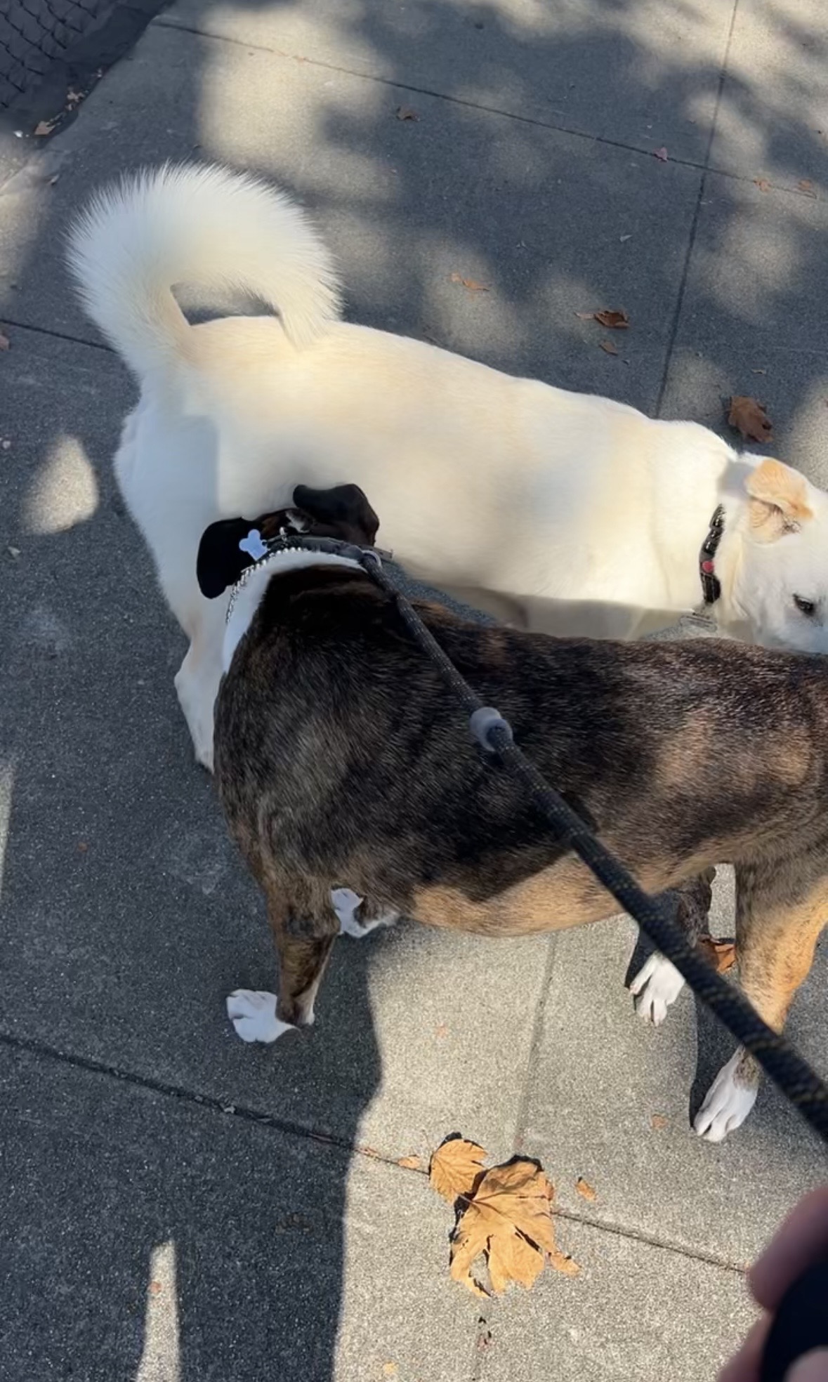 Bagel calmly greeting a fluffy white dog on a sidewalk