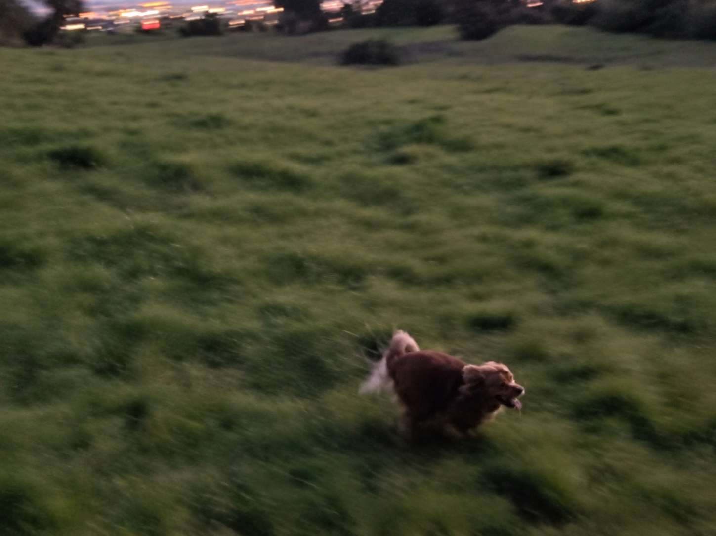 Frankie running freely across a grassy field at dusk