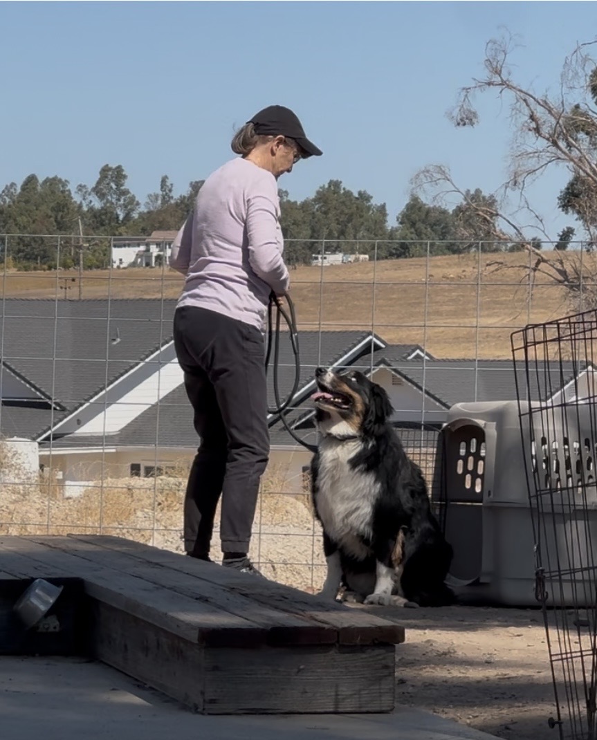 Sadie's owner working with her dog beside a crate during a hands-on go-home session