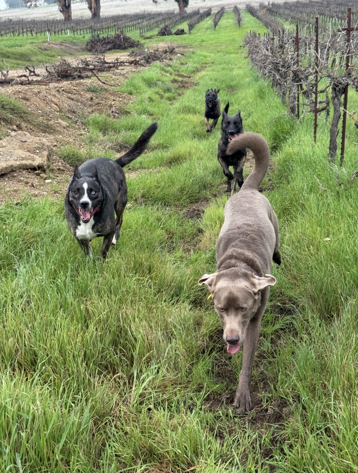 Henry running with a group of dogs through a vineyard