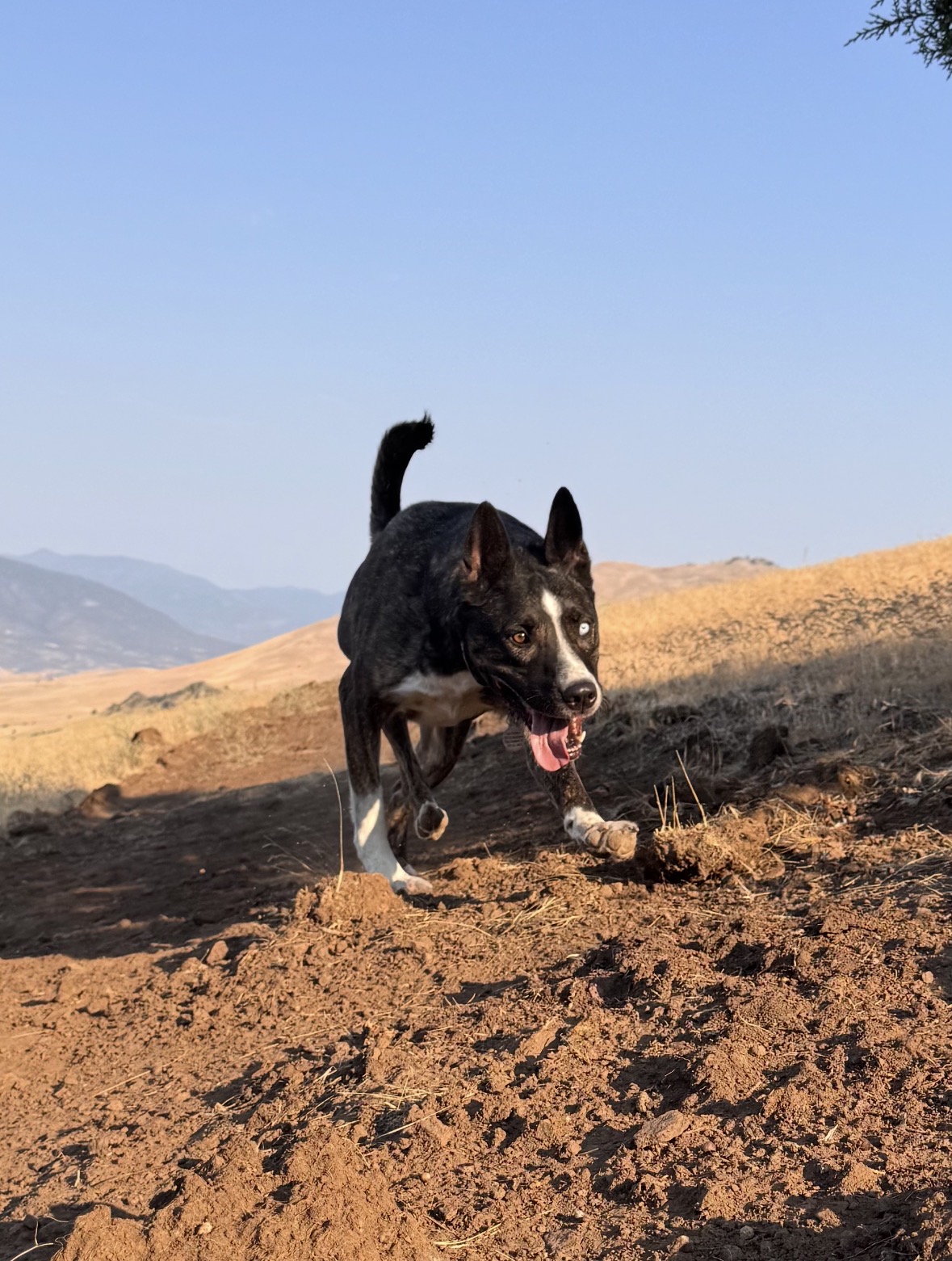 Henry running off leash on a sunlit hillside